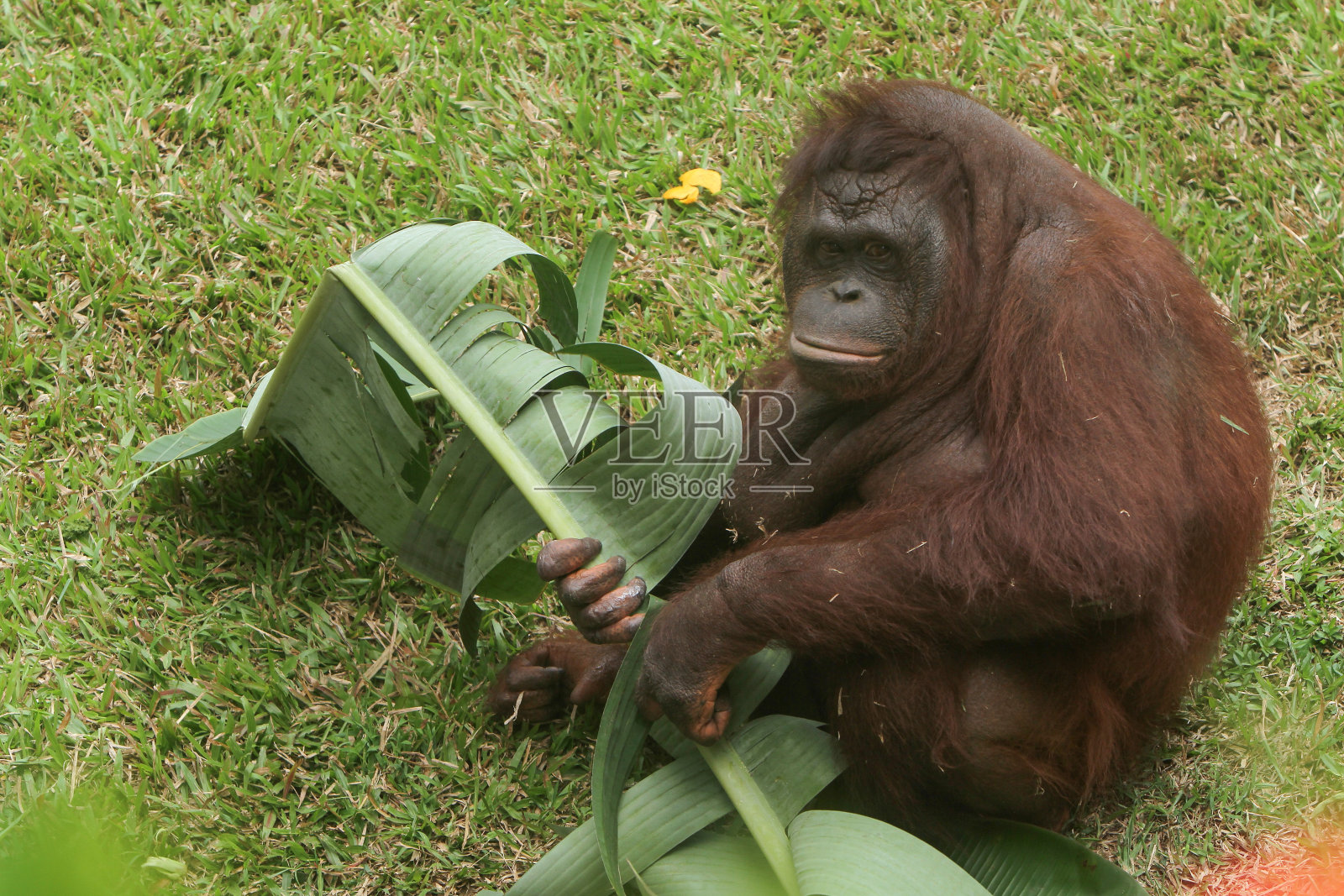 红毛猩猩照片摄影图片
