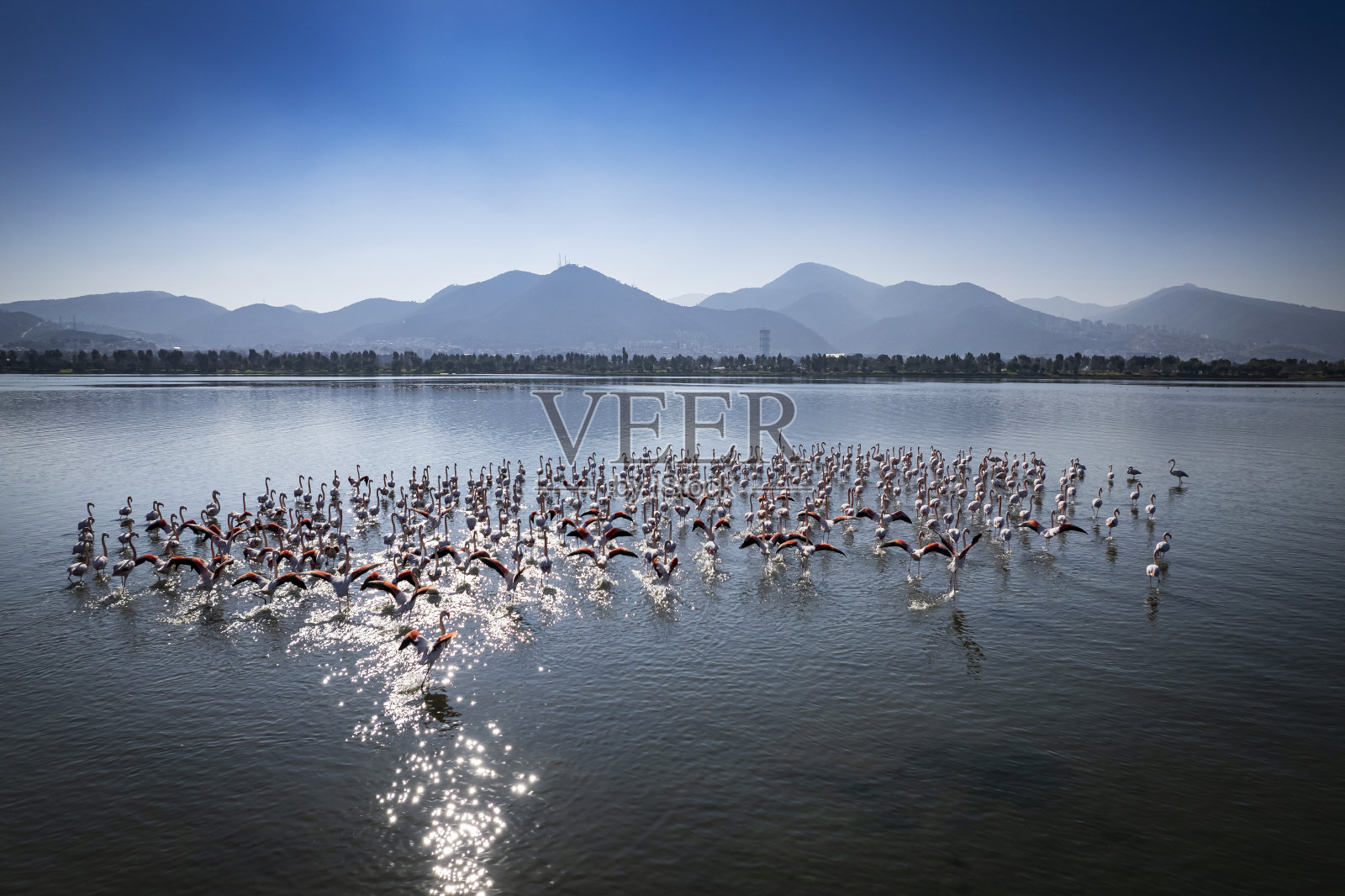 壮观的鸟瞰图，一群大火烈鸟飞过伊兹密尔，土耳其照片摄影图片