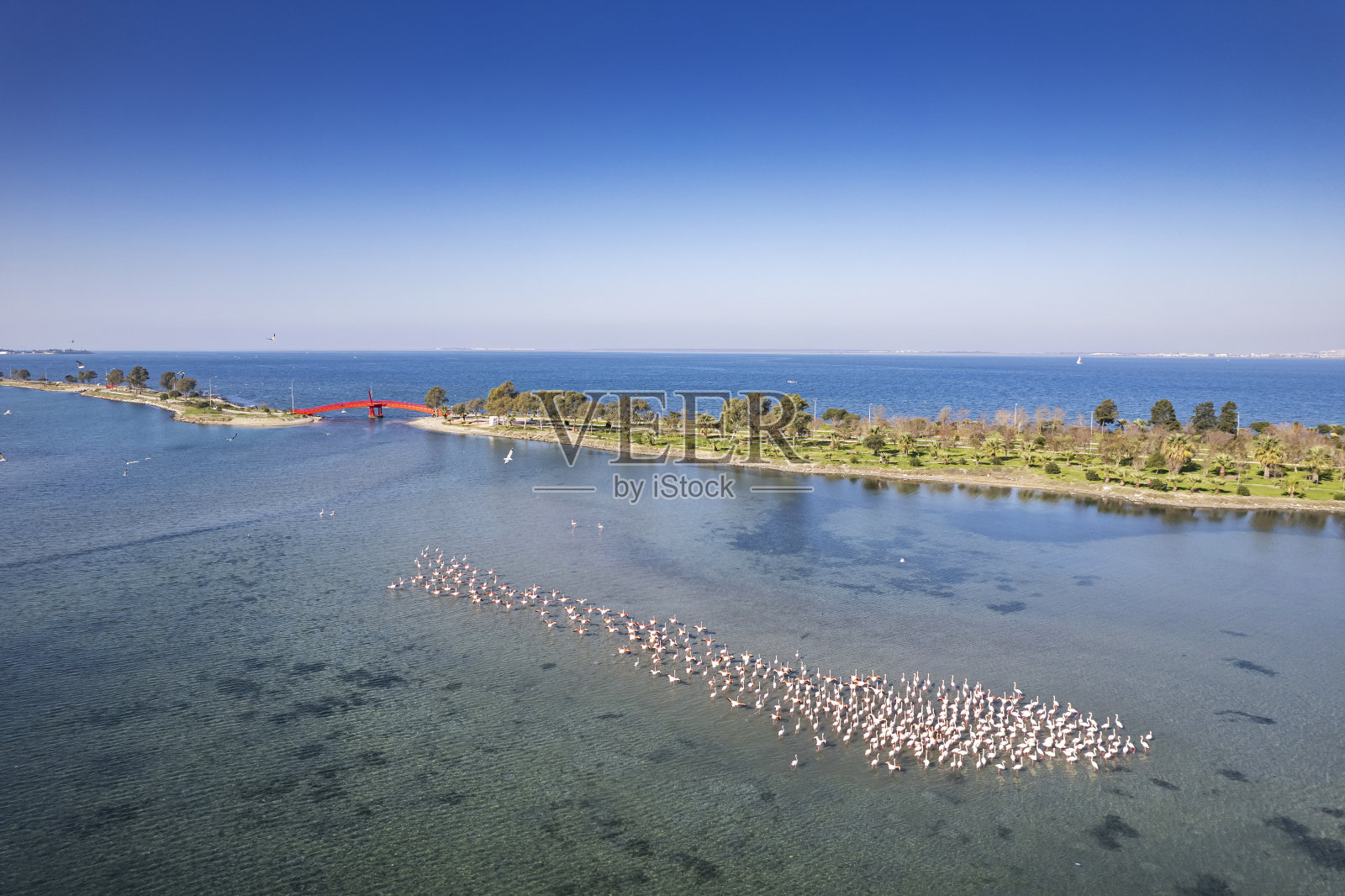 壮观的鸟瞰图，一群大火烈鸟飞过伊兹密尔，土耳其照片摄影图片