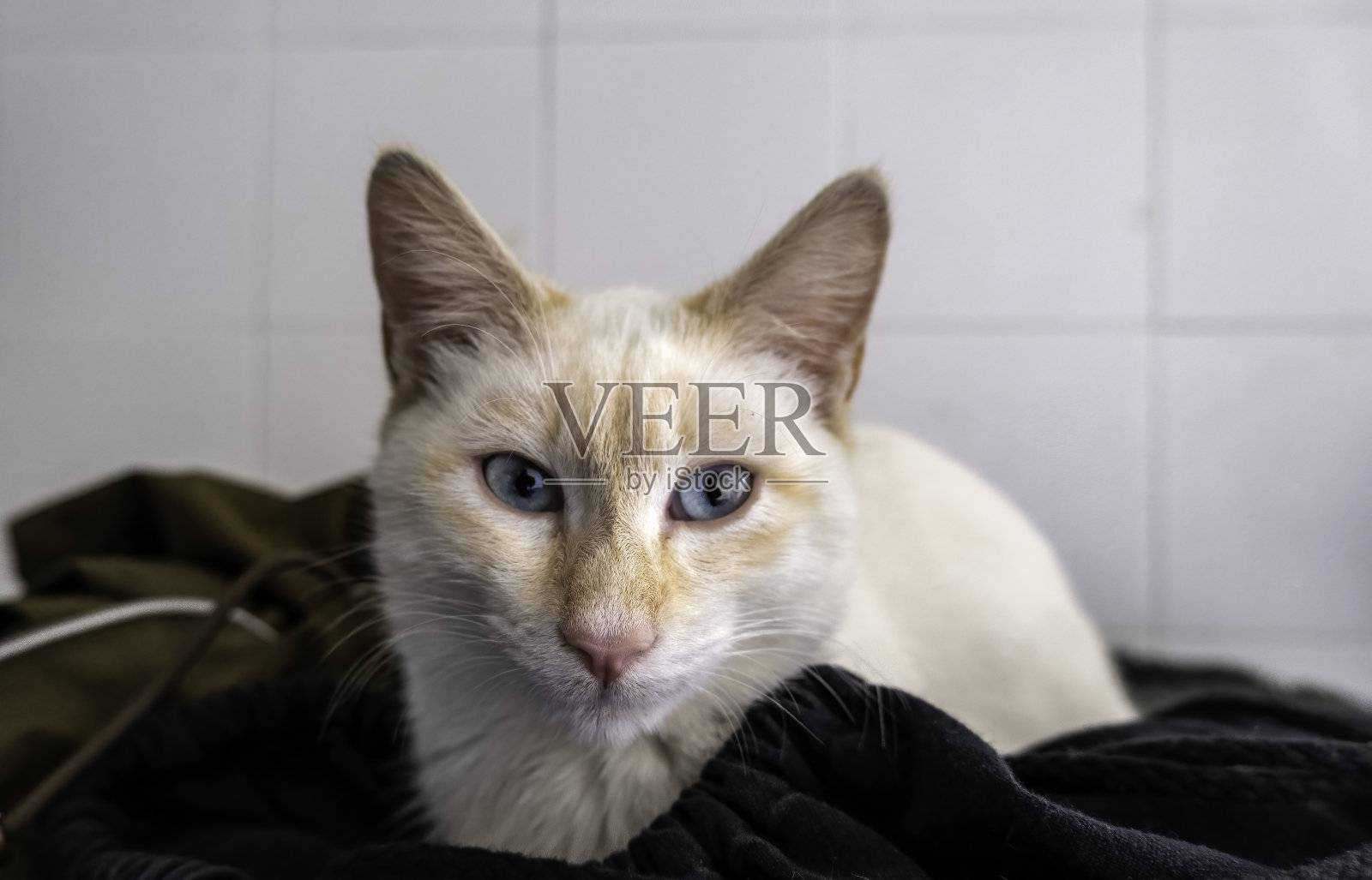 被遗弃的灰猫照片摄影图片