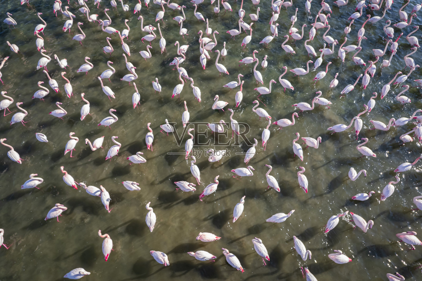 壮观的鸟瞰图，一群大火烈鸟飞过伊兹密尔，土耳其照片摄影图片