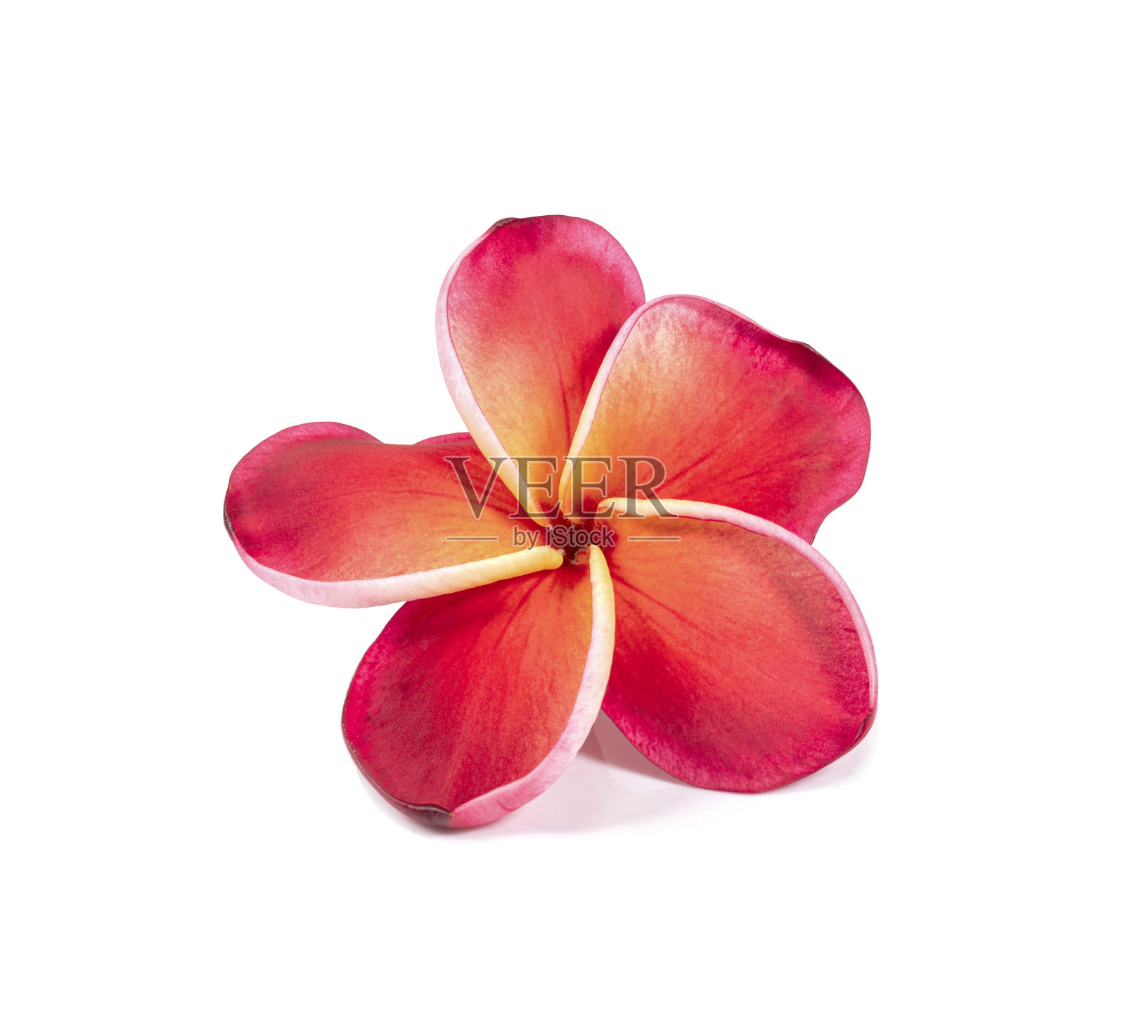 红色鸡蛋花孤立于白色背景上照片摄影图片