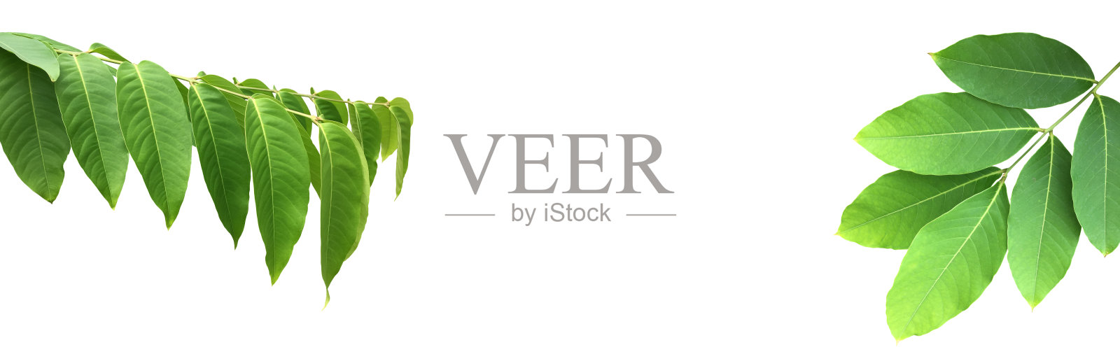 桃金娘女王叶照片摄影图片