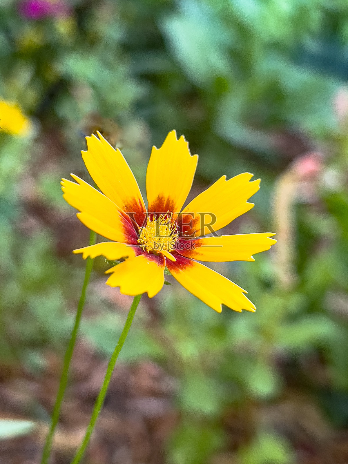 黄色的花照片摄影图片