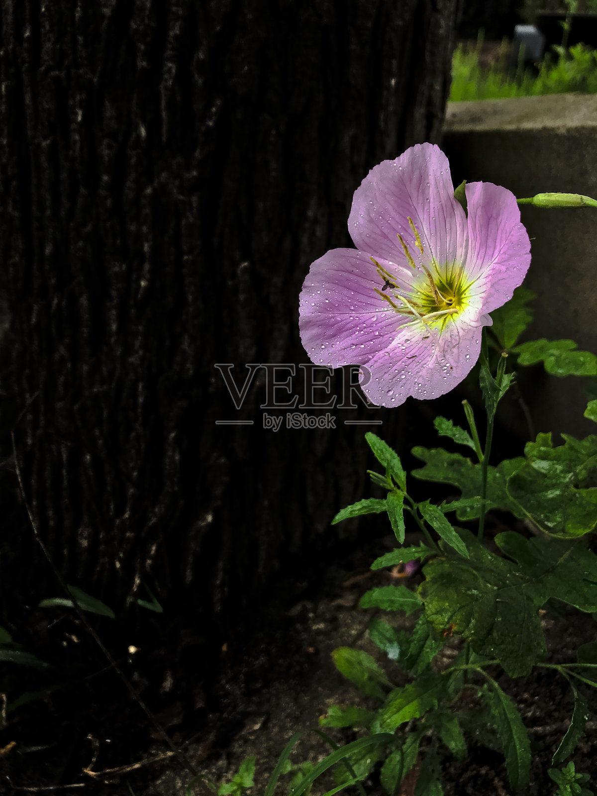 粉色的野花照片摄影图片