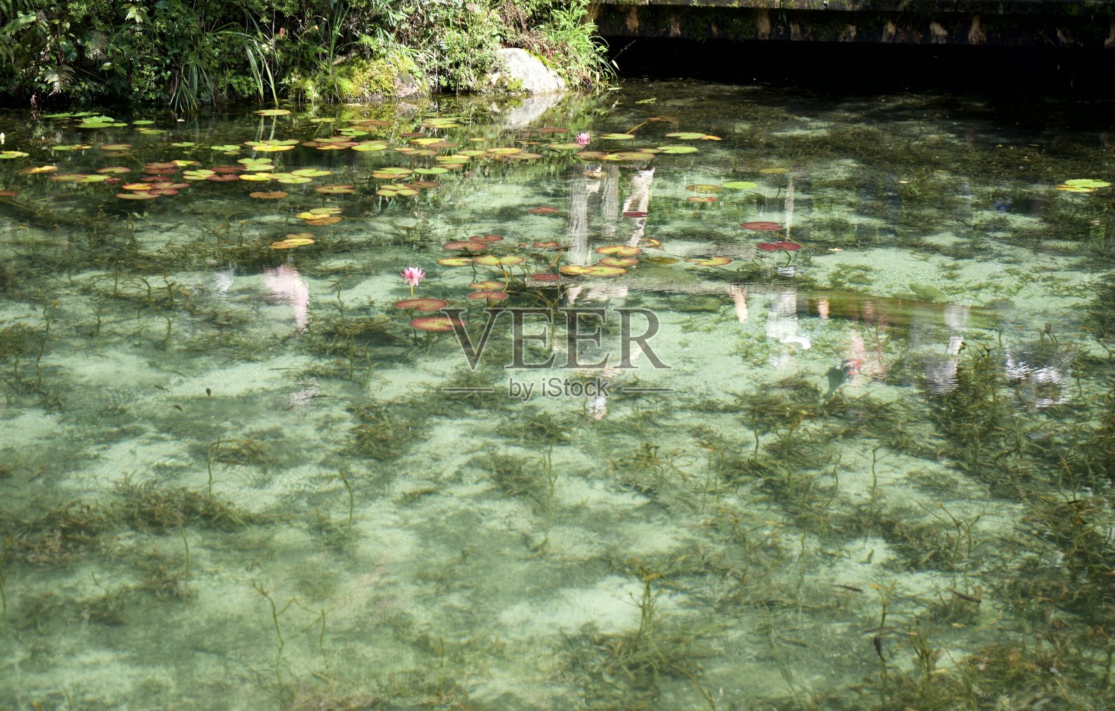 莫奈在岐阜的池塘景观照片摄影图片