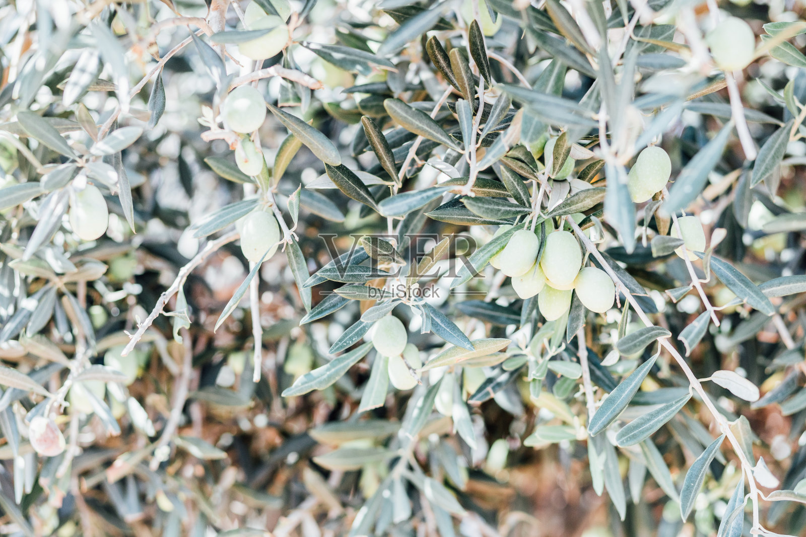 橄榄树采摘照片摄影图片