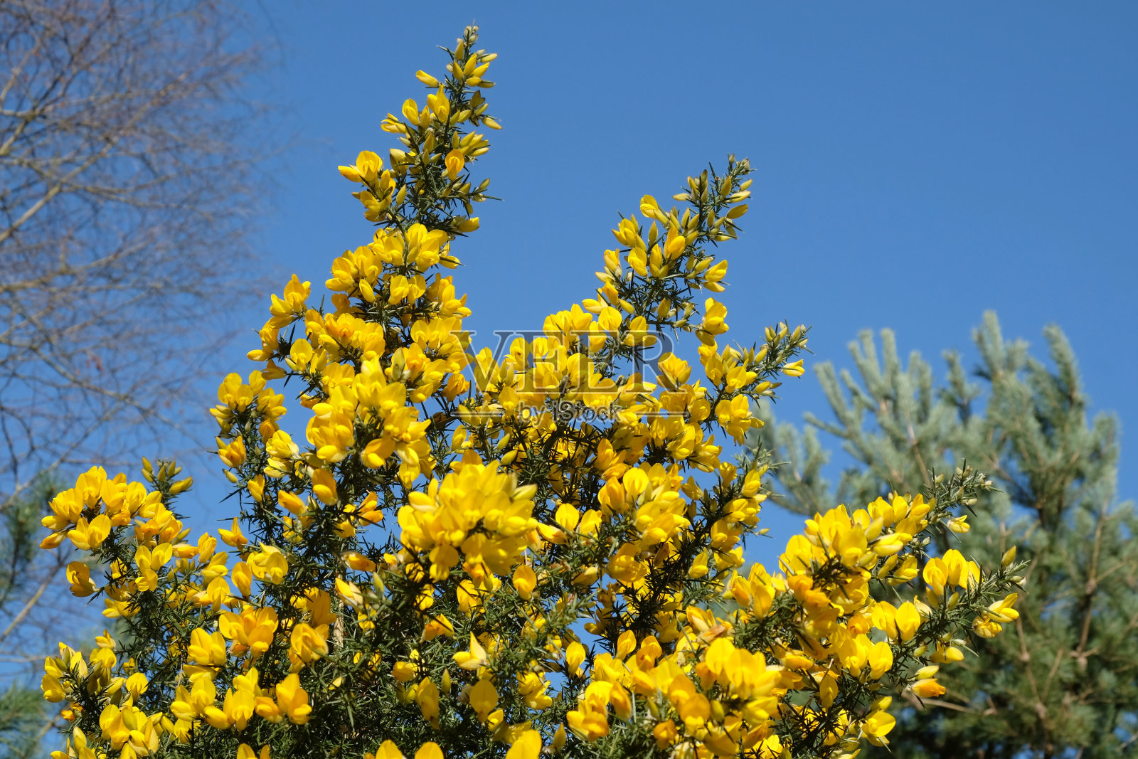生长在英格兰南部荒原上的金雀花。照片摄影图片