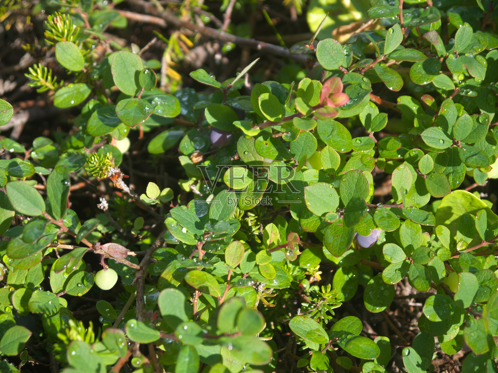 沼泽越橘的绿叶和紫色浆果照片摄影图片