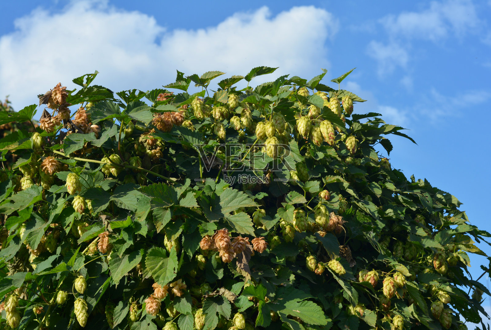 啤酒花的茎上长着啤酒花球果。收获的是啤酒花植物葎草。照片摄影图片