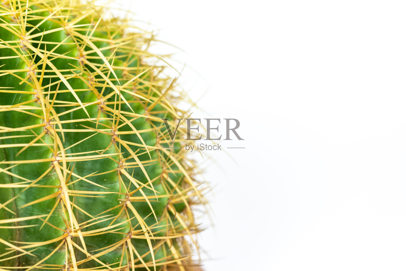 带拷贝空间的金桶仙人掌照片摄影图片