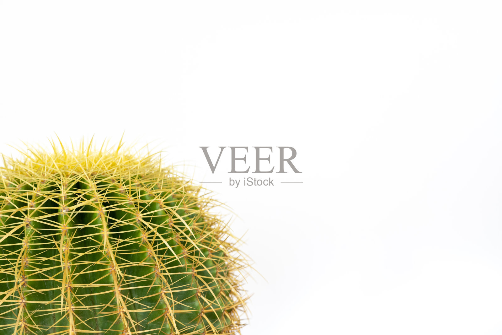 白底分离金桶仙人掌照片摄影图片