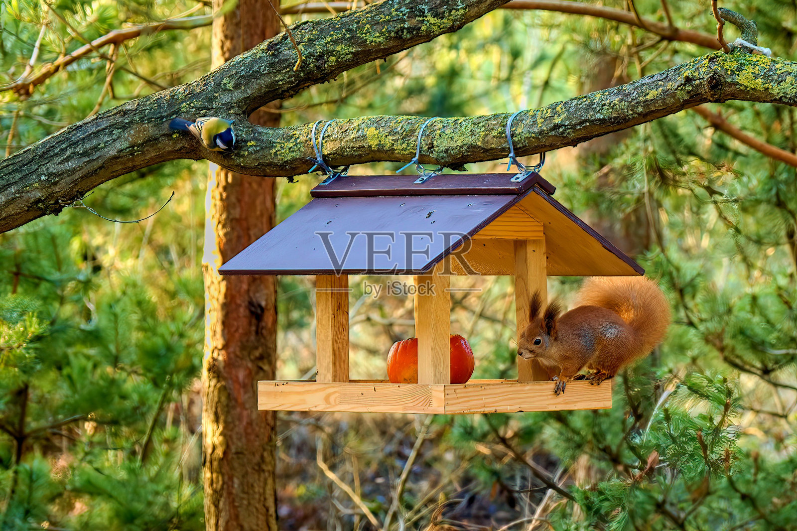 城市公园里的喂食器里的松鼠。照片摄影图片