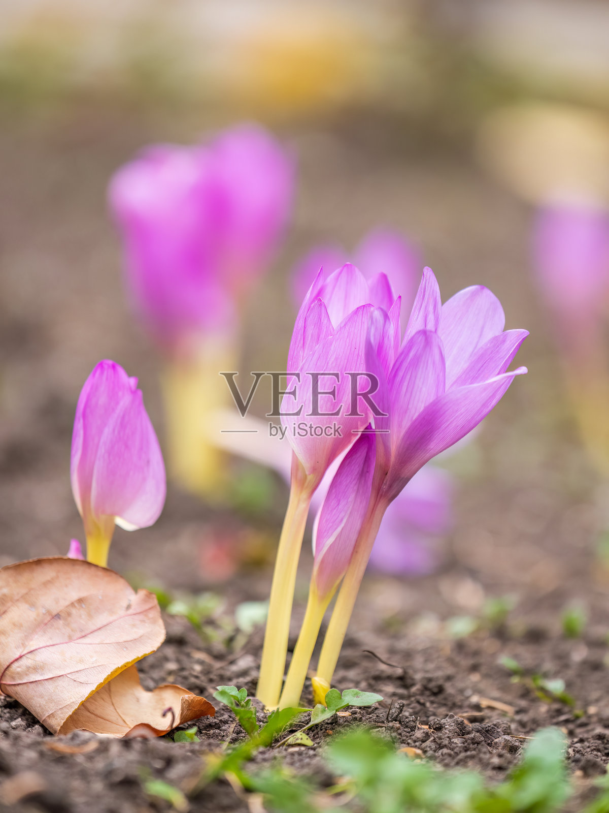 秋天的紫色番红花在地面上盛开。照片摄影图片