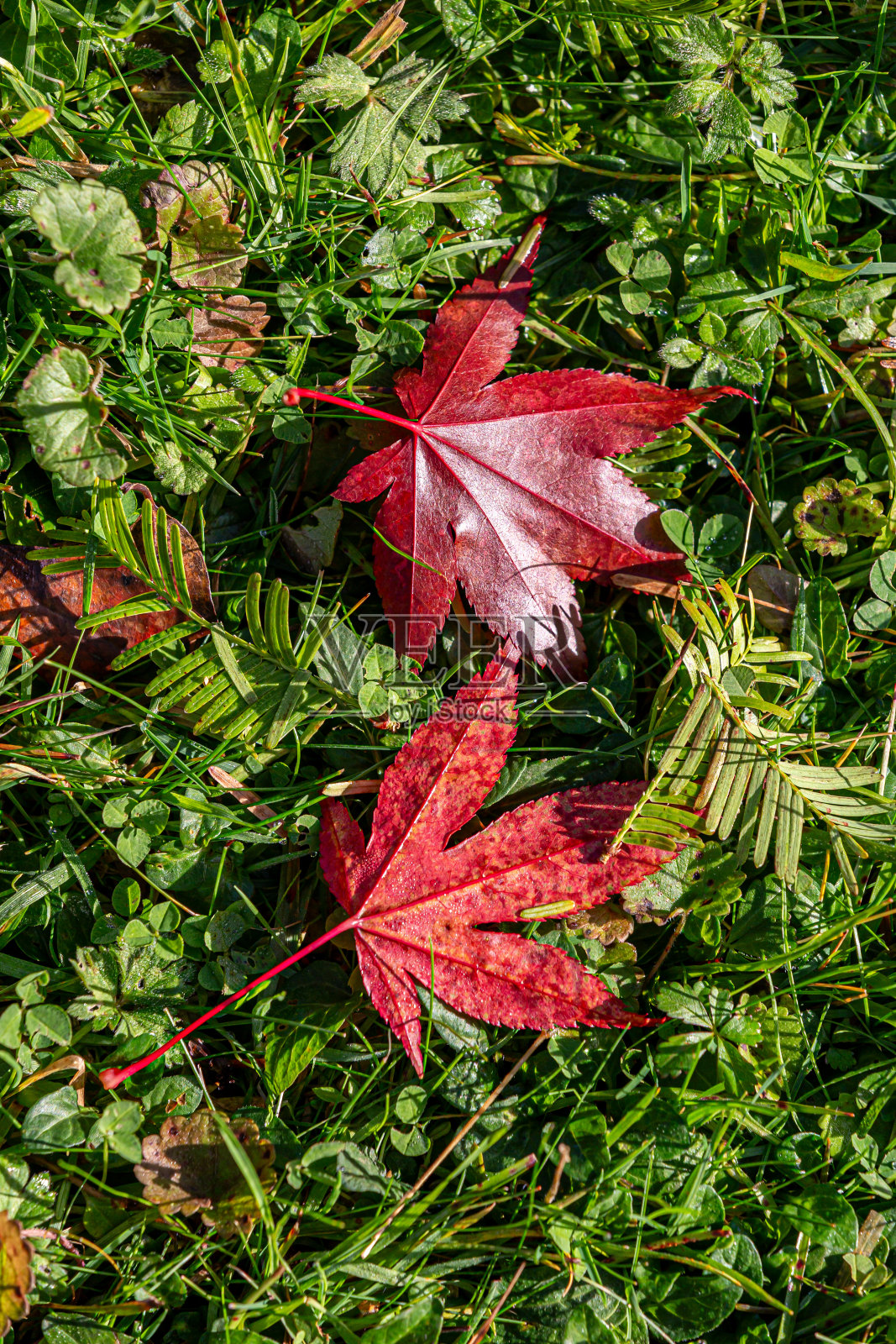秋天草地上的红枫叶照片摄影图片