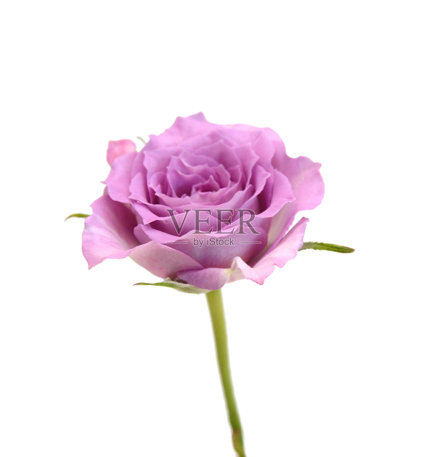 一束玫瑰色的玫瑰孤立在白色照片摄影图片