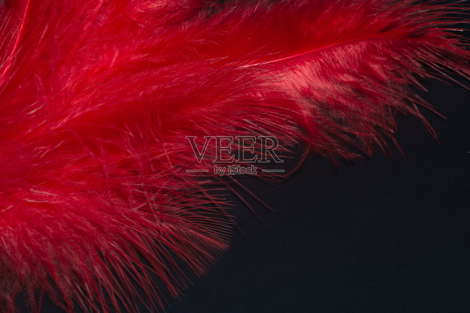 微距照片特写羽毛细腻失重光，红黑背景。照片摄影图片