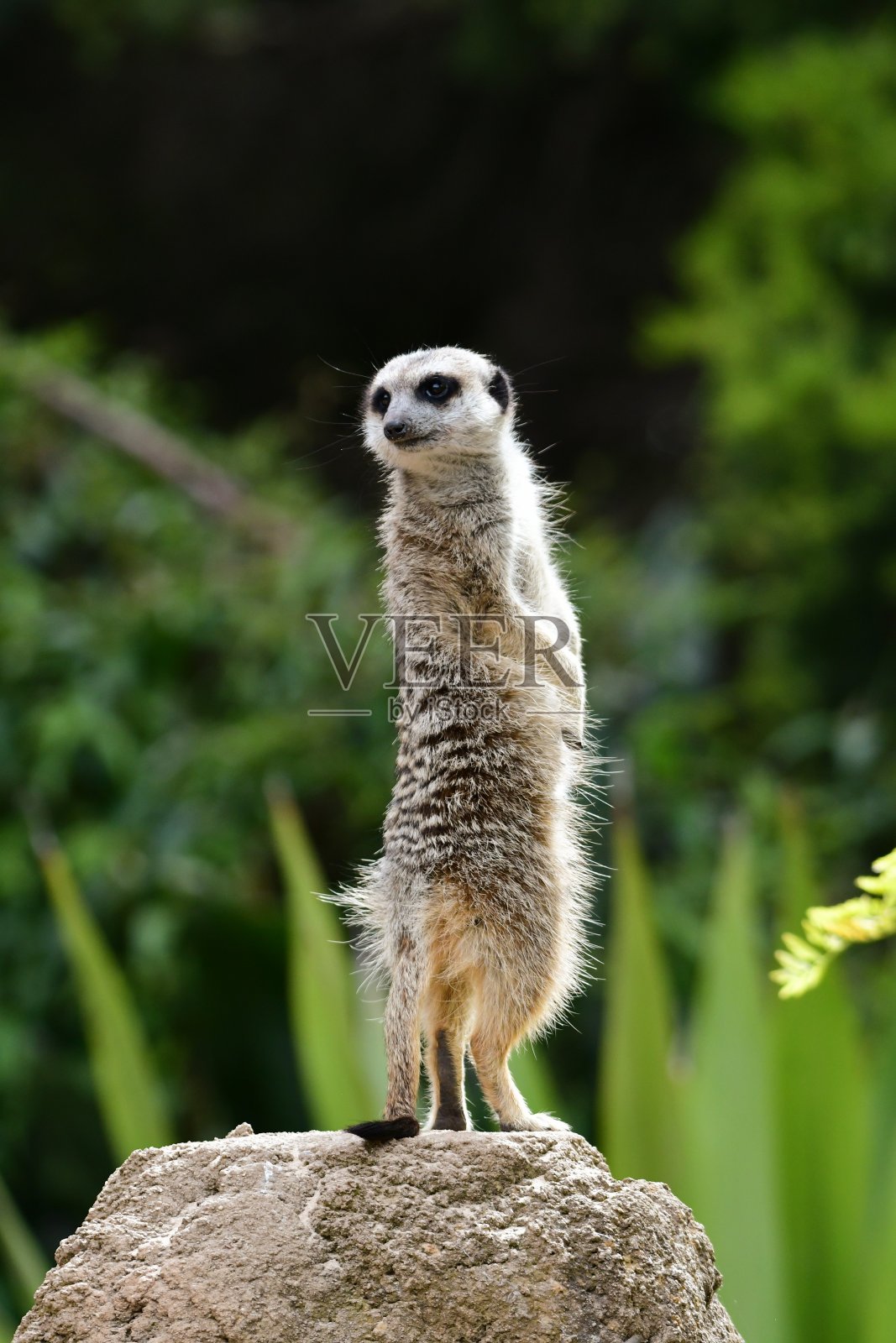 猫鼬照片摄影图片