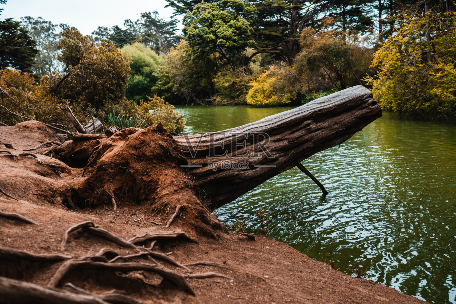 金门公园树照片摄影图片