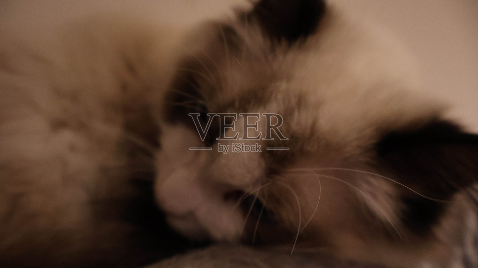 布娃娃揭秘:了解你的猫伴侣照片摄影图片