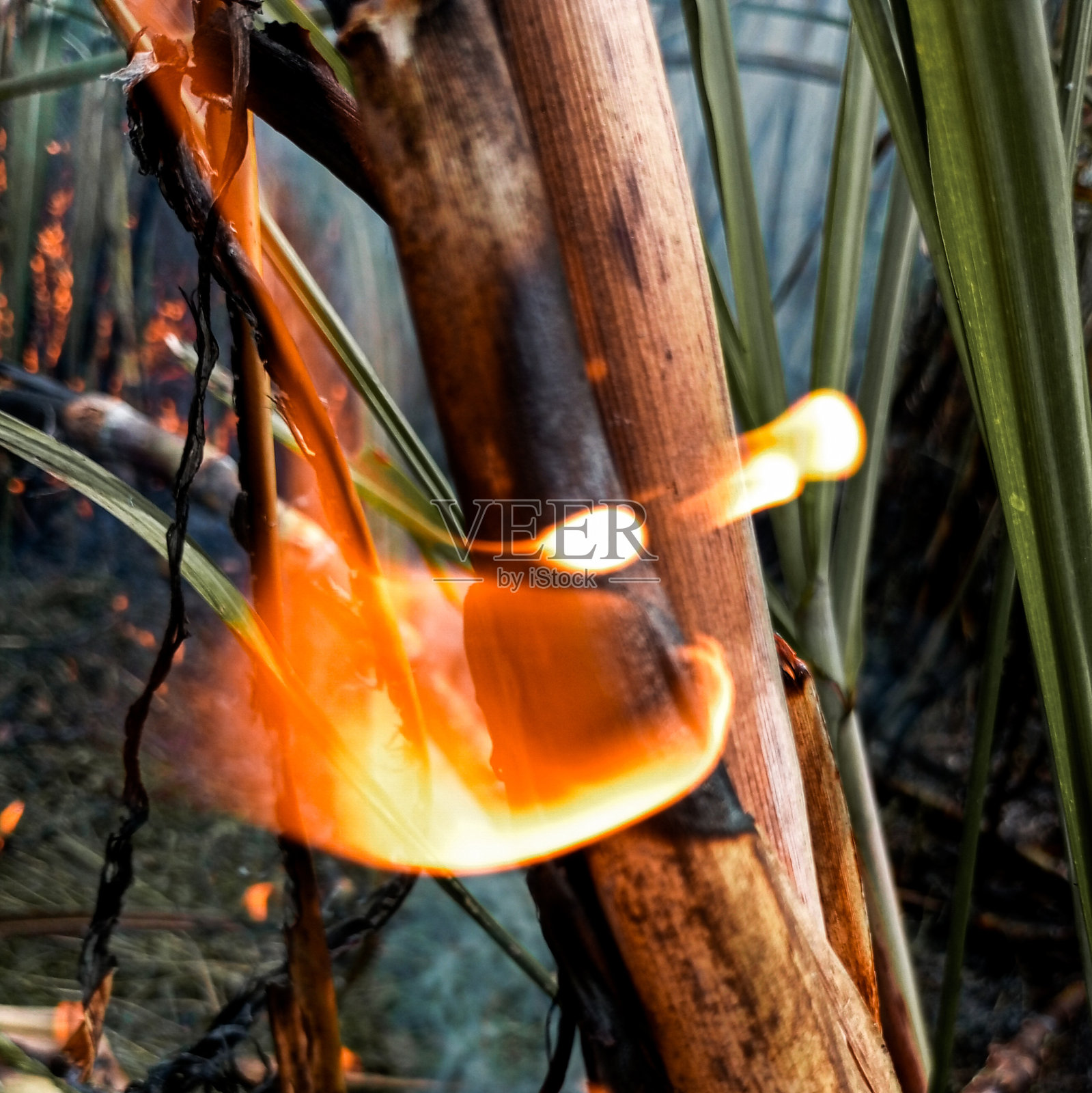 燃烧甘蔗作物的火。火的形象。照片摄影图片