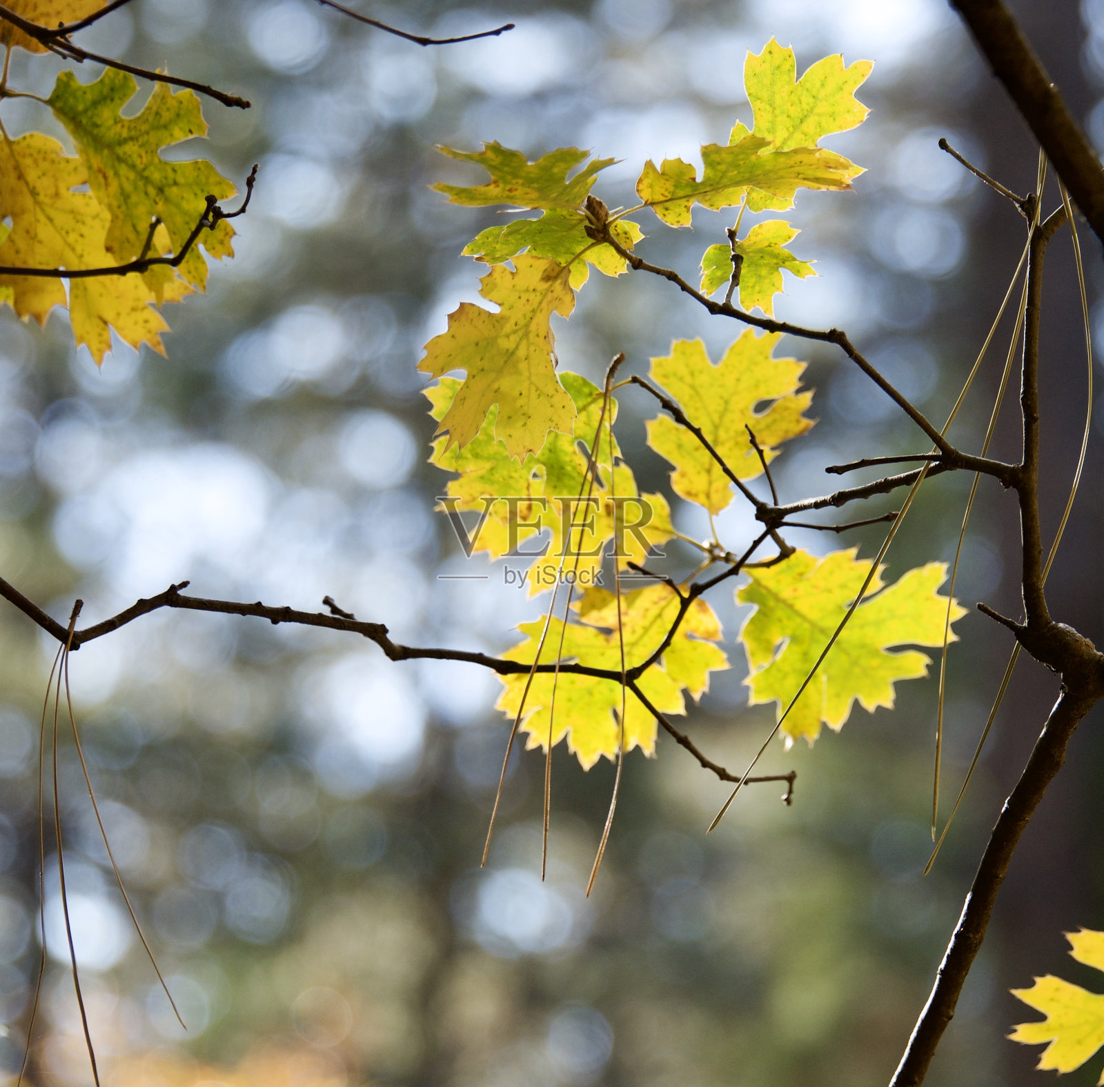 秋叶上的松针照片摄影图片