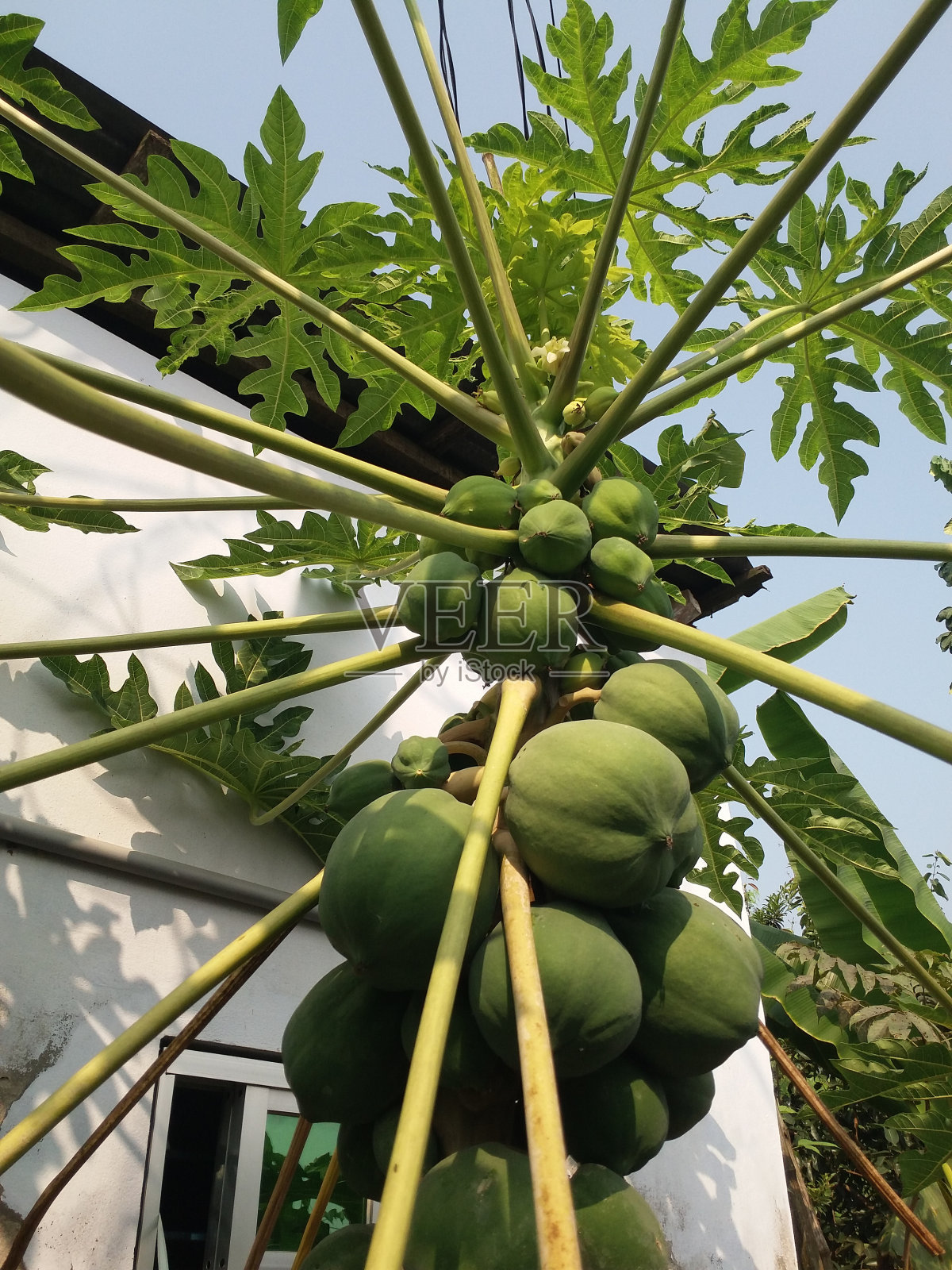 木瓜树的顶端照片摄影图片