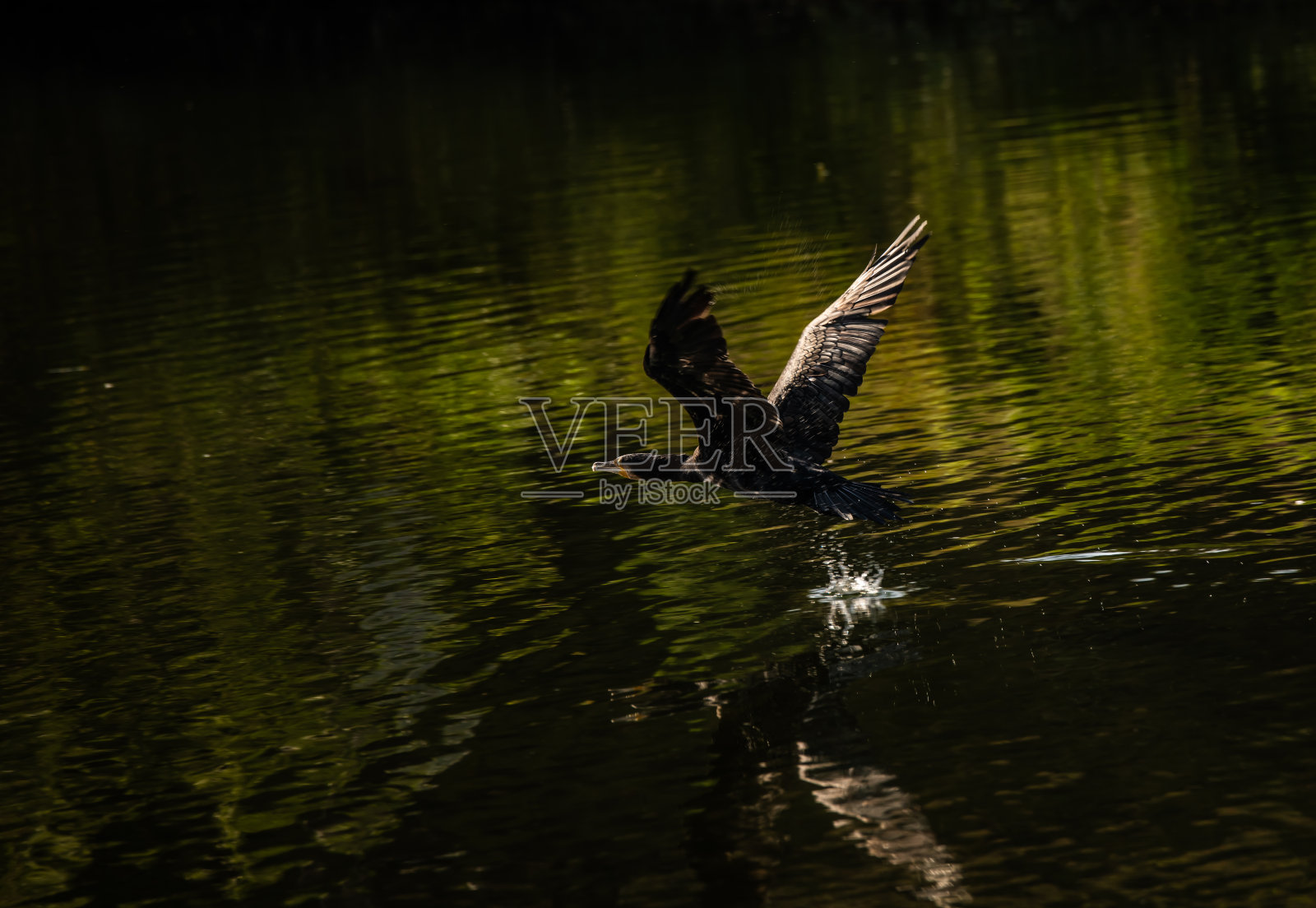鸬鹚在河上飞翔照片摄影图片