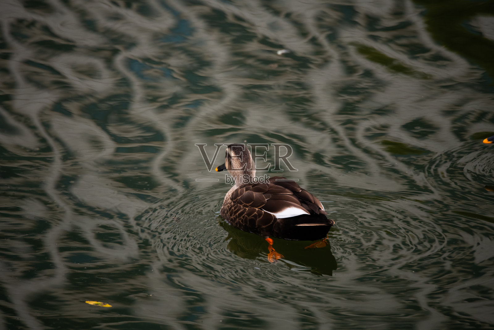漂亮的鸭子在河上照片摄影图片