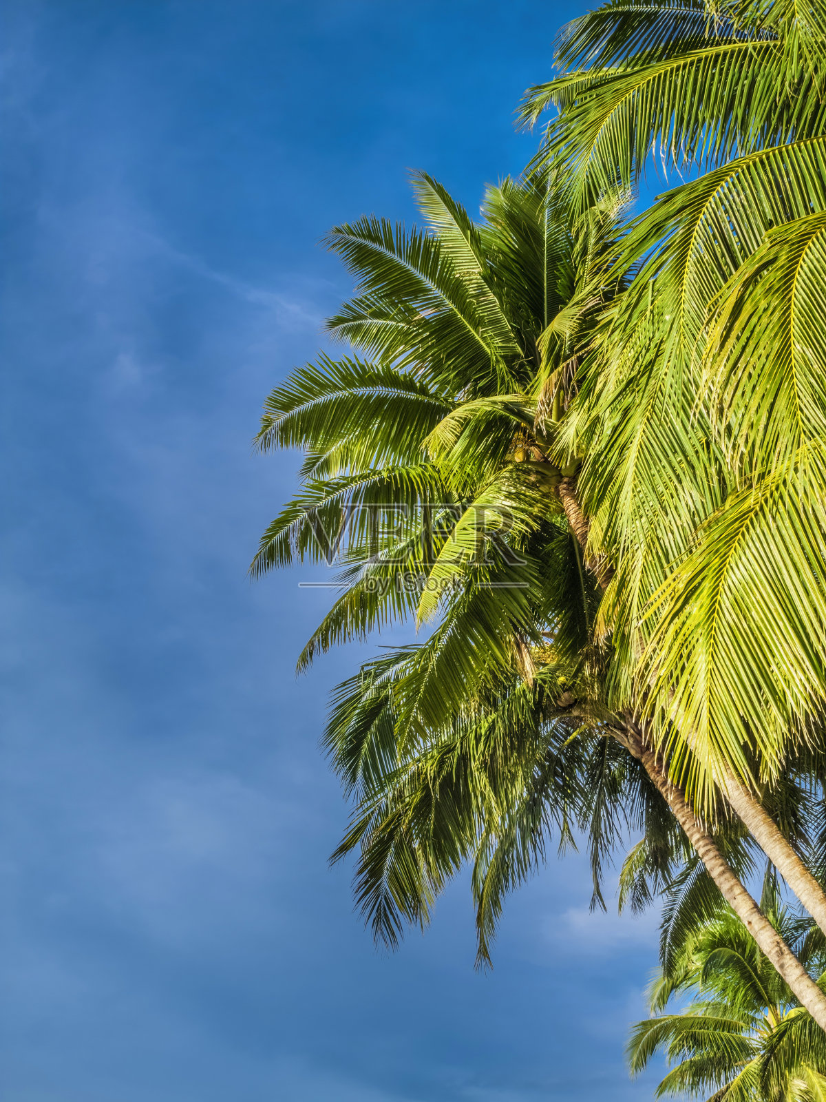 棕榈树和树叶映衬着蔚蓝的天空照片摄影图片