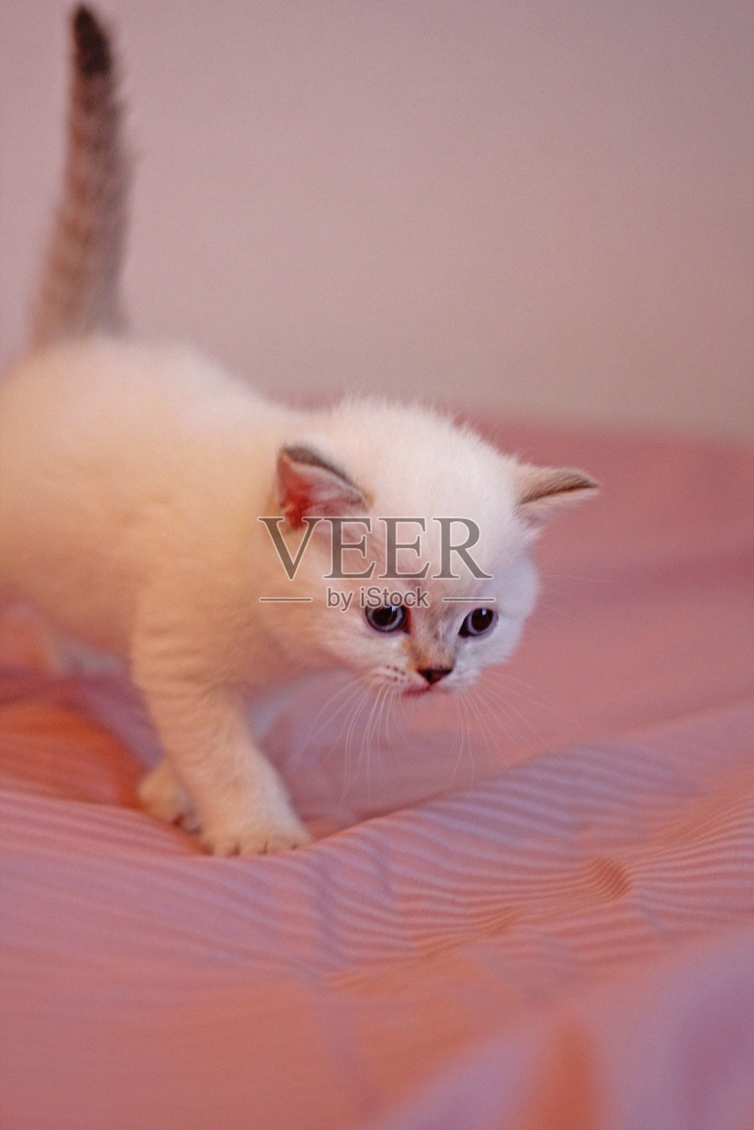 一只毛茸茸的白色英国长毛小猫走上前来照片摄影图片