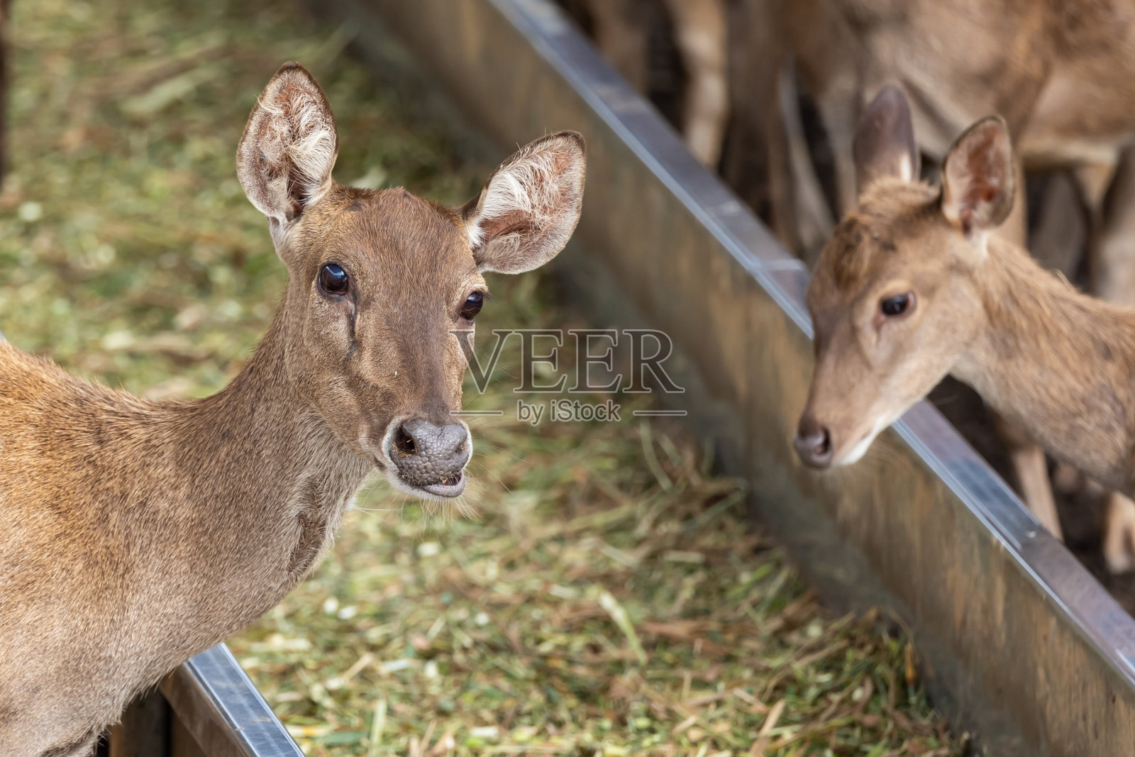 一群鹿吃草的特写图像照片摄影图片