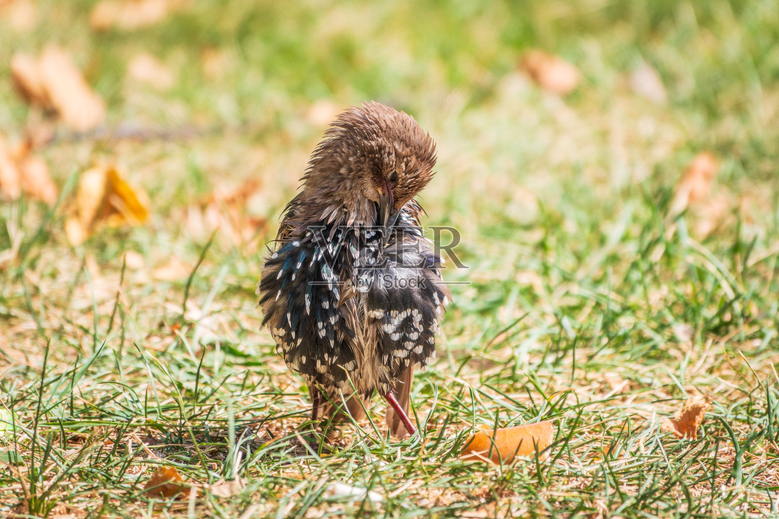春天草坪上的普通八角鸟或欧洲八角鸟。照片摄影图片