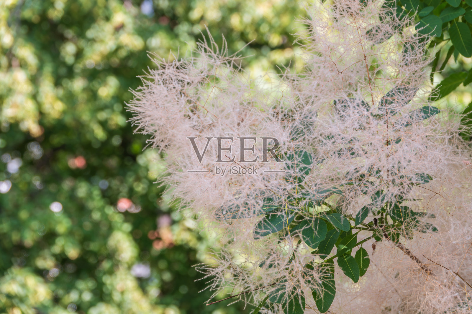 有趣的植物Cotinus coggygria, Rhus Cotinus，烟树，烟灌木，威尼斯漆树照片摄影图片