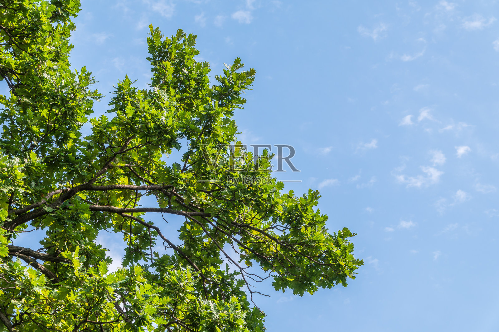 绿色的橡树叶在自然模糊的背景。照片摄影图片