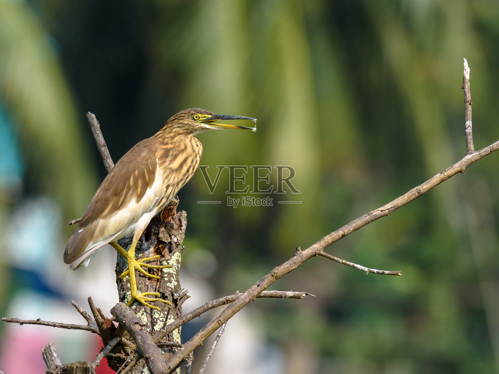 池塘苍鹭。照片摄影图片