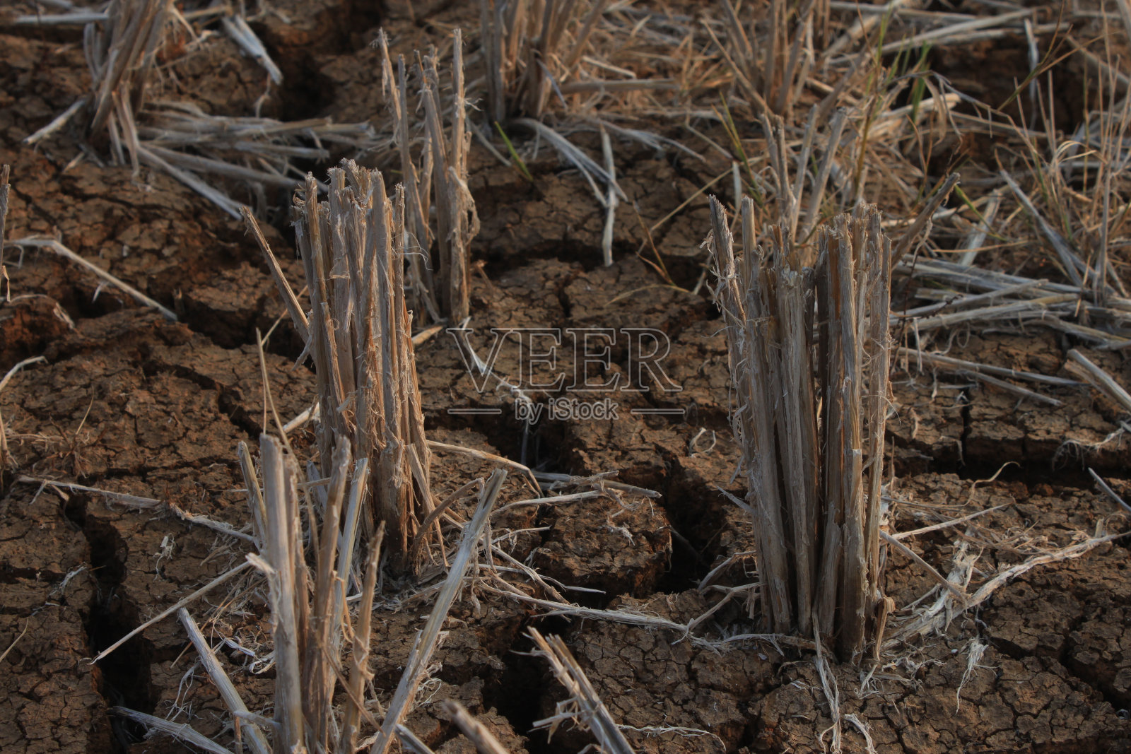 干燥的土壤照片摄影图片