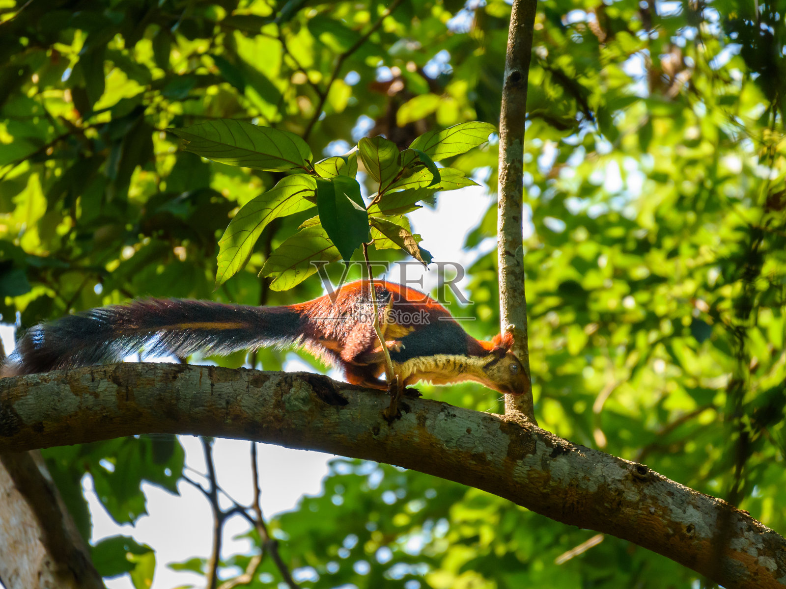 印度大松鼠或马拉巴尔大松鼠。照片摄影图片
