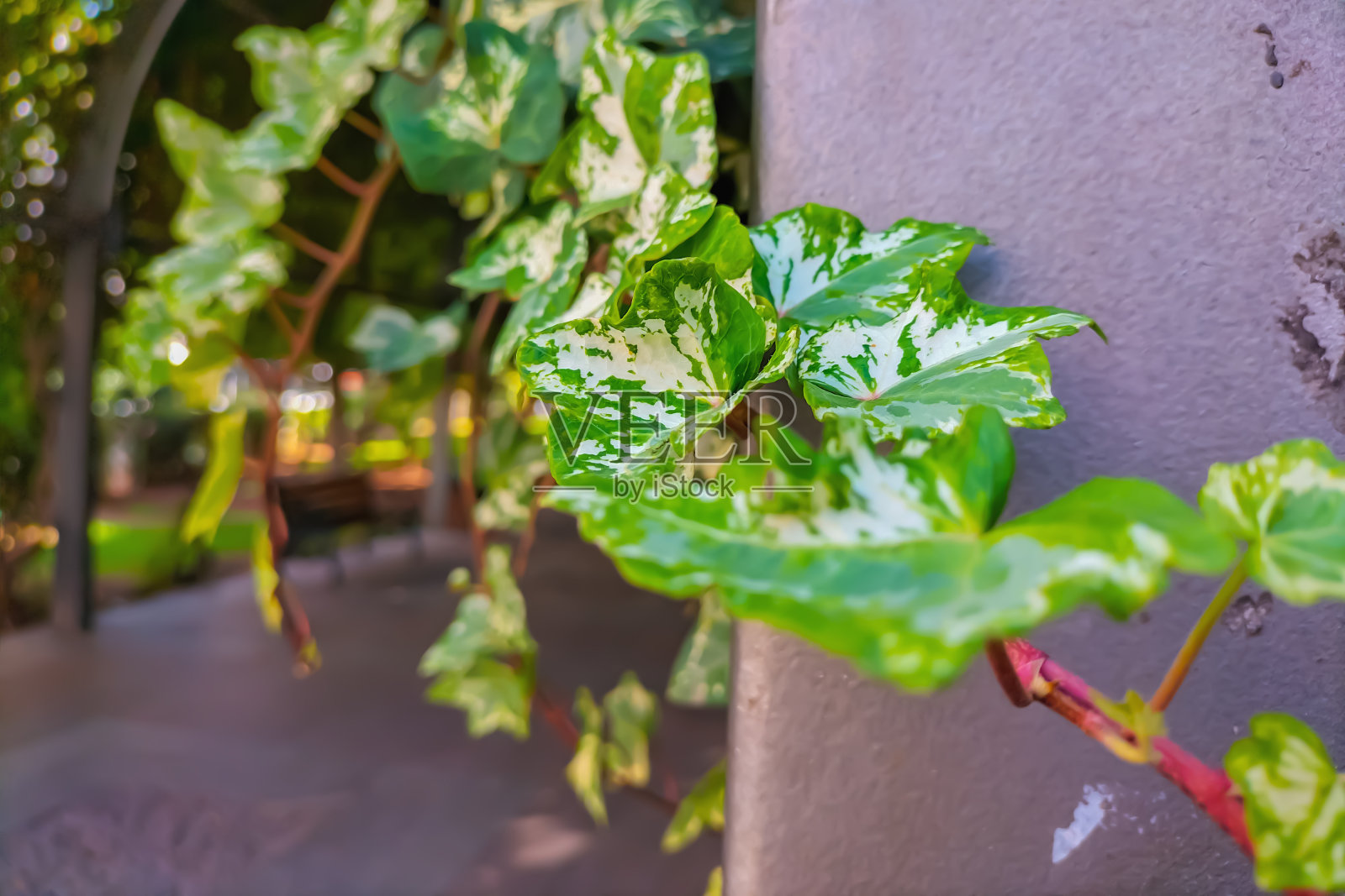 一种能够附着在垂直表面上并用其灌丛完全覆盖的植物。各种常青藤，装饰小巷和公园区域照片摄影图片