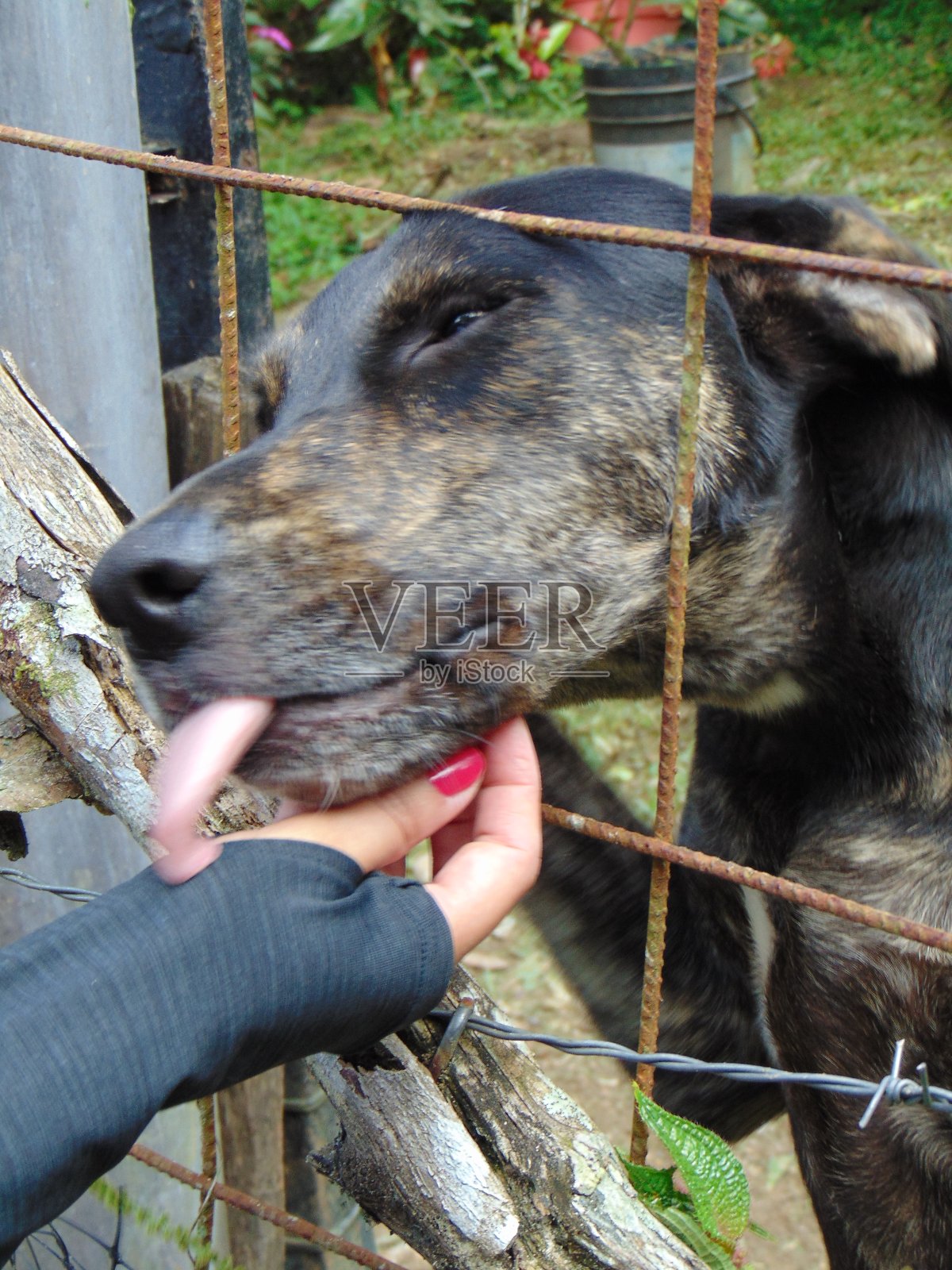 养尊处优的狗照片摄影图片