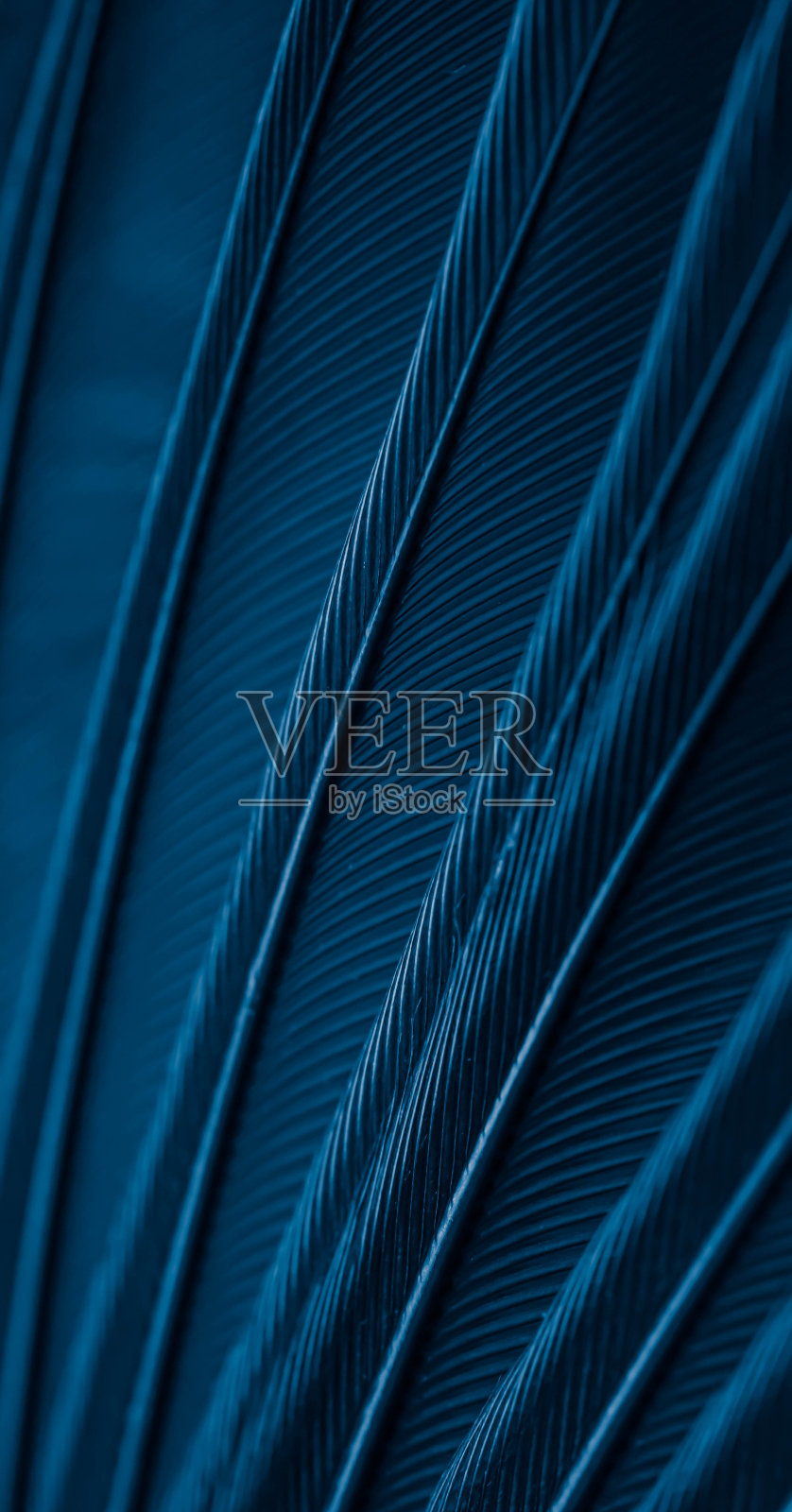 蓝羽鸽子微距照片。纹理或背景照片摄影图片