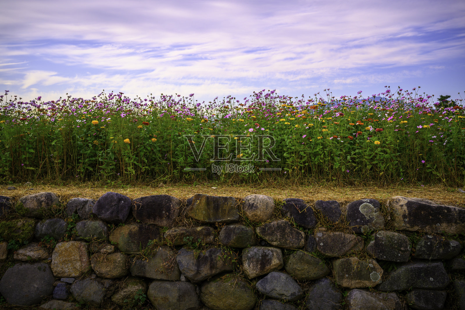 日出时，韩国庆州市长满青苔的石岸上盛开着宇宙花照片摄影图片