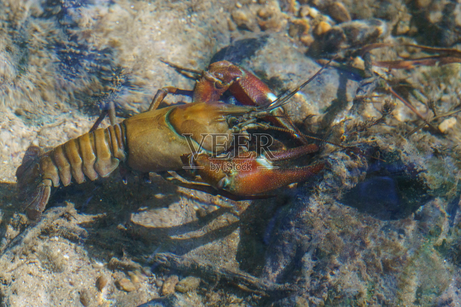 一只大河小龙虾在西班牙杜拉顿河的水面上游动照片摄影图片