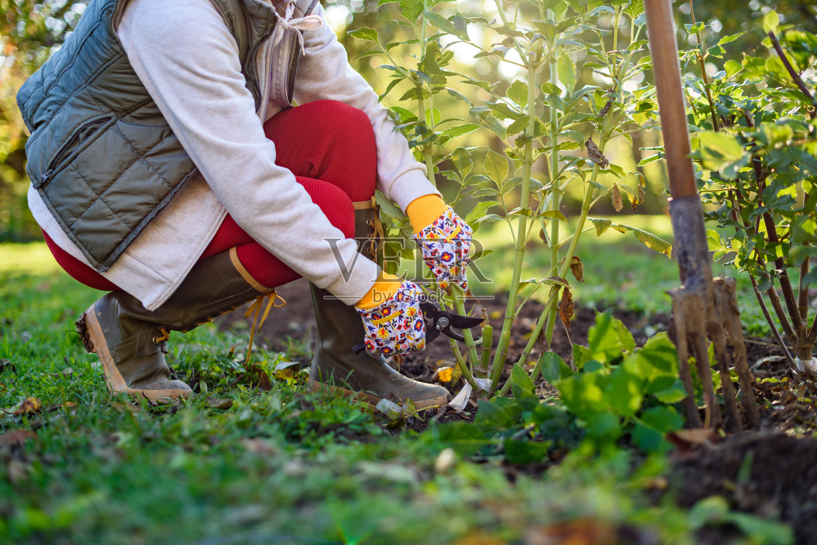 一名妇女在用剪枝剪剪大丽花的叶子，然后把块茎挖出来过冬。秋季园艺工作。越冬大丽花块茎。照片摄影图片