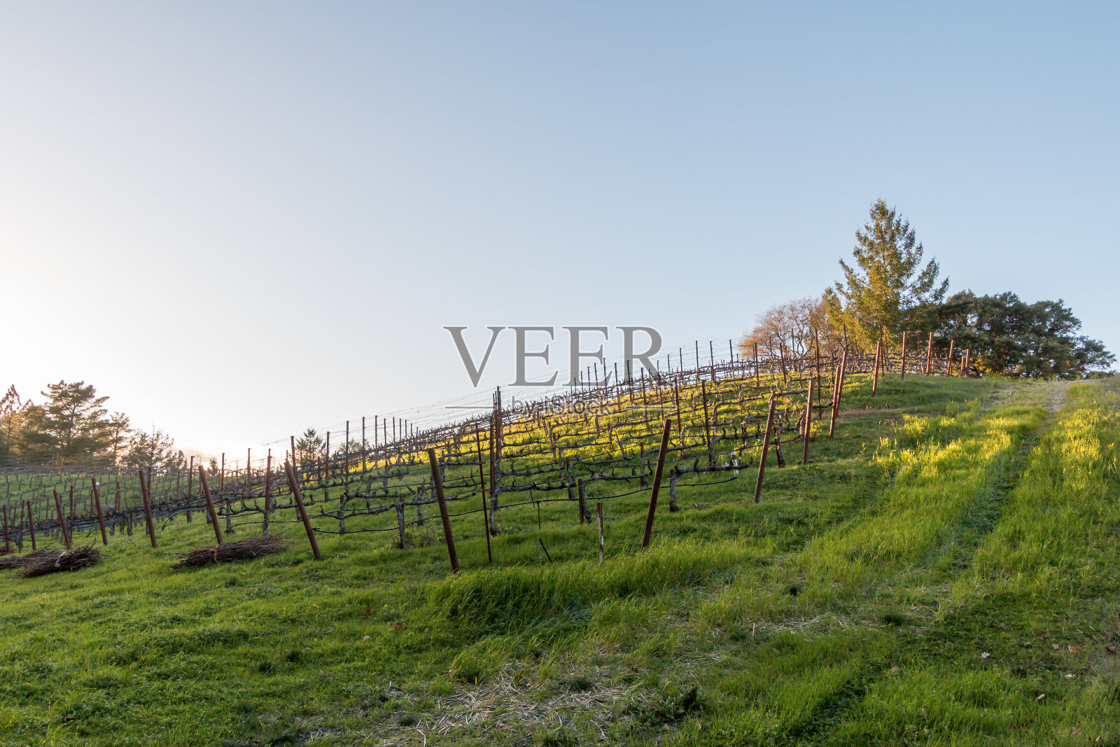 山坡上长着一座葡萄园，葡萄园顶上有一棵松树。照片摄影图片