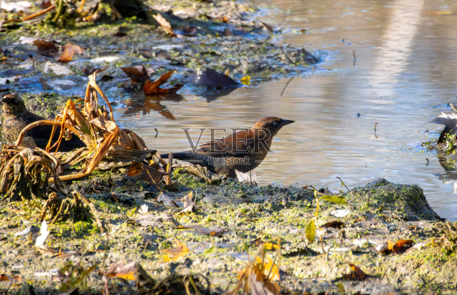 观鸟远足照片摄影图片