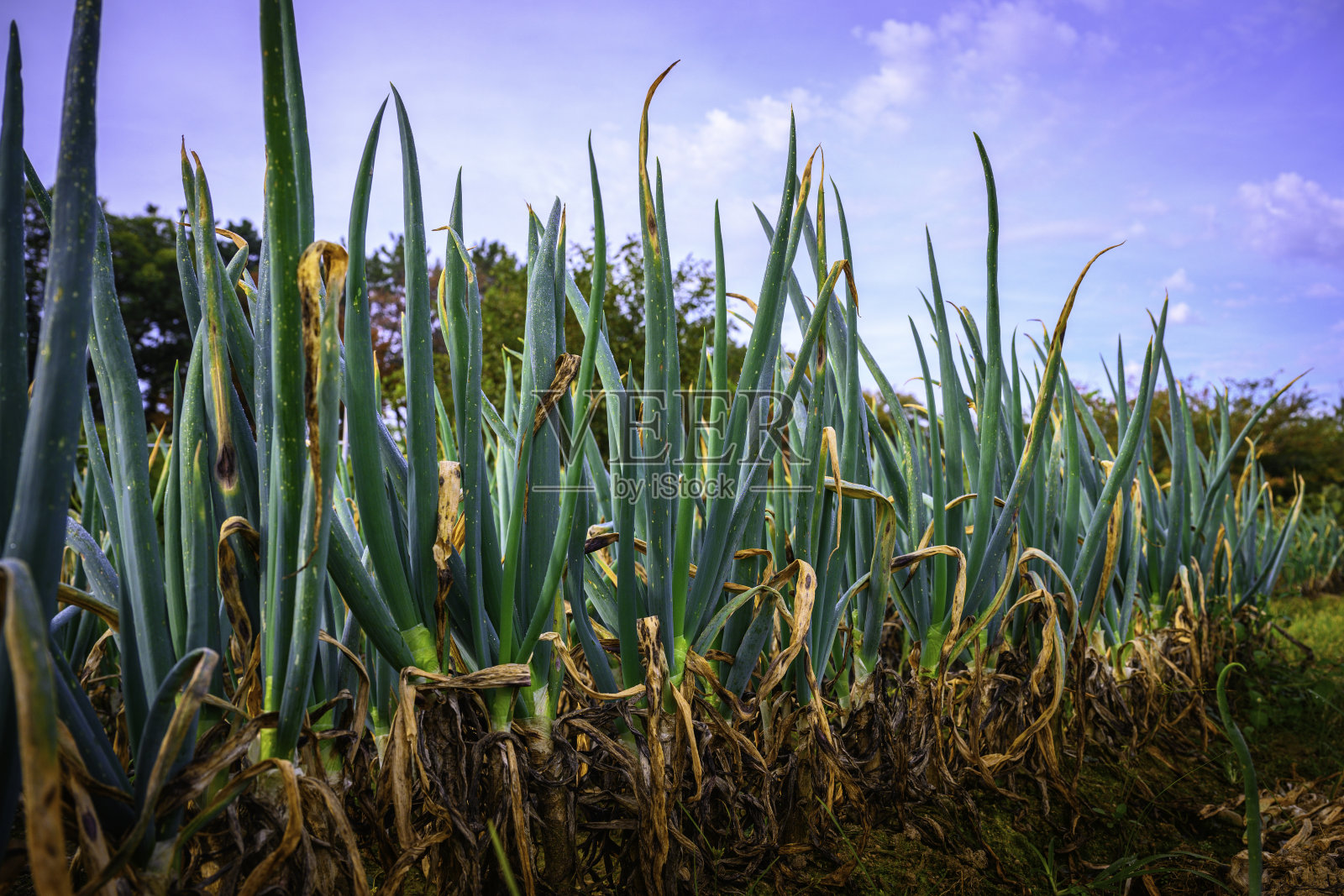 在韩国庆州市的农村地区，绿色洋葱或大葱植物特写，新鲜的有机蔬菜生长在农业农场的田地里，准备收获照片摄影图片