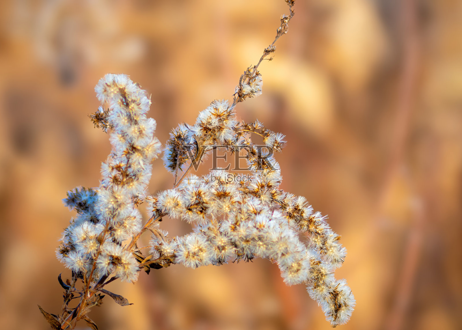 观鸟远足照片摄影图片