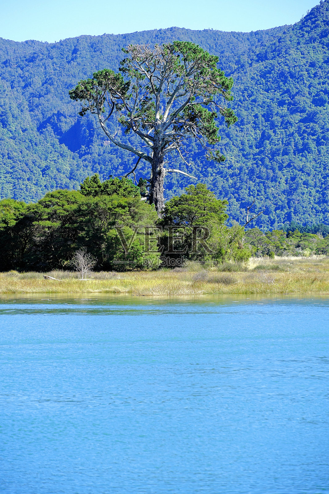 新西兰南岛照片摄影图片