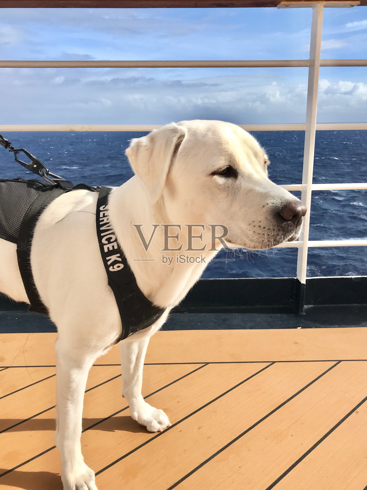 拉布拉多猎犬小狗照片摄影图片